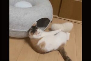 お気に入りのオモチャを自分の部屋に運びたい猫。悪戦苦闘する姿に「開始5秒の空をかく前足に爆笑」「無限に見ていられます」