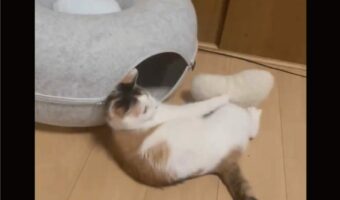 お気に入りのオモチャを自分の部屋に運びたい猫。悪戦苦闘する姿に「開始5秒の空をかく前足に爆笑」「無限に見ていられます」