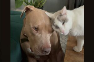 いつもは元気いっぱいだけど・・。年上猫からグルーミングを受ける間はおとなしくなる愛犬。ふたりの空気感にほっこり【アメリカ・動画】