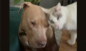 いつもは元気いっぱいだけど・・。年上猫からグルーミングを受ける間はおとなしくなる愛犬。ふたりの空気感にほっこり【アメリカ・動画】