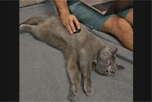 ゴロリと横になって猫。ナデナデしてもらっていると思ったら・・マウスパッド代わりにされてる！？