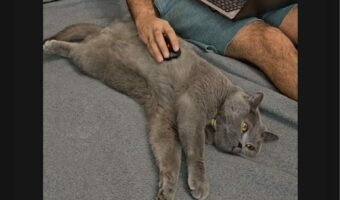 ゴロリと横になって猫。ナデナデしてもらっていると思ったら・・マウスパッド代わりにされてる!?