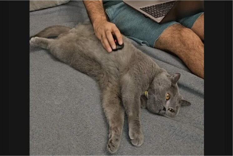 ゴロリと横になって猫。ナデナデしてもらっていると思ったら・・マウスパッド代わりにされてる！？