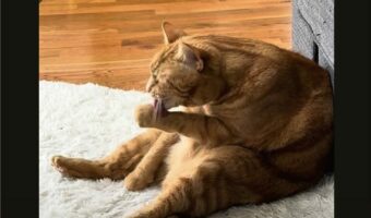 毛づくろいに夢中な猫。ひと休憩入れたタイミングで声をかけたら振り向いてくれましたが・・、あらかわいい!!【アメリカ・動画】