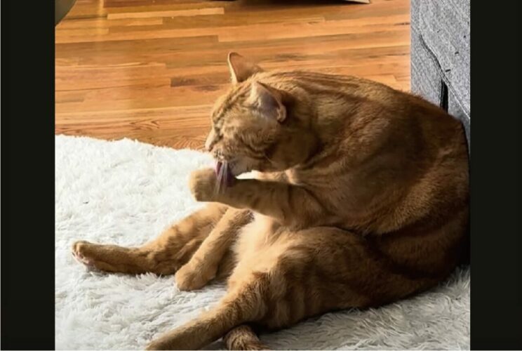 毛づくろいに夢中な猫。ひと休憩入れたタイミングで声をかけたら振り向いてくれましたが・・、あらかわいい！！【アメリカ・動画】