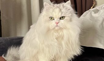 猫たちがアーティスト気取りで朝ごはんを催促!?カッコよすぎる光景に「センターの存在感がすごい」「新曲のタイトルは?」