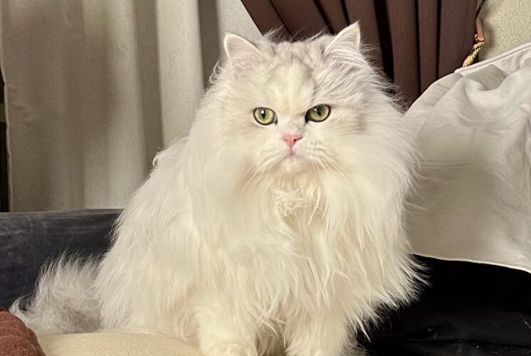 猫たちがアーティスト気取りで朝ごはんを催促！？カッコよすぎる光景に「センターの存在感がすごい」「新曲のタイトルは？」