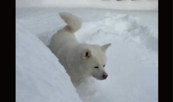雪の中に顔をうずめた秋田犬。その姿に「かわいい」「和みました」「幸せだねえ」