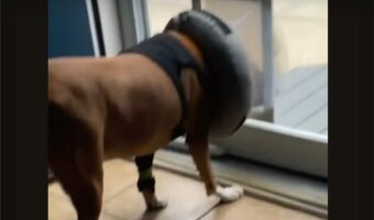 しょげた顔をしているような愛犬。ペットドアをくぐろうとしますが・・・エリザベスカラーがひっかかり通り抜けできない！？【アメリカ・同g】