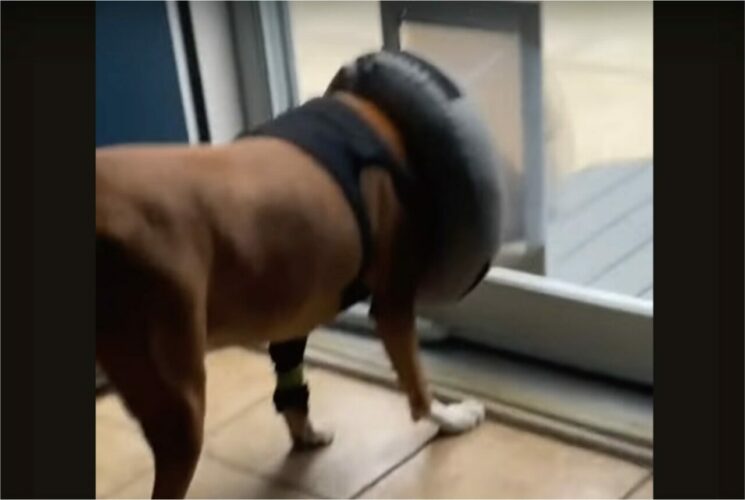しょげた顔をしているような愛犬。ペットドアをくぐろうとしますが・・・エリザベスカラーがひっかかり通り抜けできない！？【アメリカ・同g】