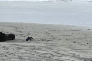 ビーチを走り回る犬。ボール遊びをして楽しそうと思ったら・・とんでもない技を披露しました！！【アメリカ・動画】