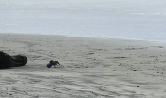 ビーチを走り回る犬。ボール遊びをして楽しそうと思ったら・・とんでもない技を披露しました!!【アメリカ・動画】