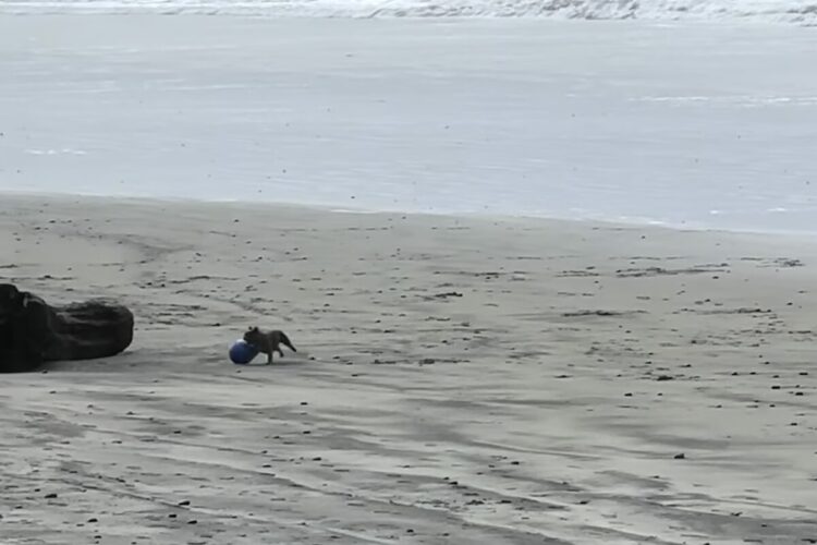 ビーチを走り回る犬。ボール遊びをして楽しそうと思ったら・・とんでもない技を披露しました！！【アメリカ・動画】