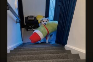 賢い子犬の発見。お気に入りの大きなぬいぐるみを運ぶのに苦労していましたが、ある工夫で悩みを解決！！【アメリカ・動画】