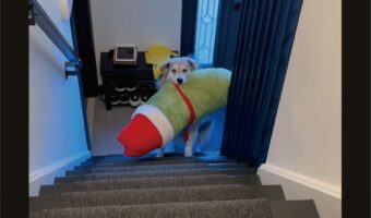 賢い子犬の発見。お気に入りの大きなぬいぐるみを運ぶのに苦労していましたが、ある工夫で悩みを解決!!【アメリカ・動画】