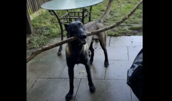 木の枝をくわえて帰ってきた愛犬。お家に入ってこれないようだけど・・いったいなぜ？？【海外・動画】