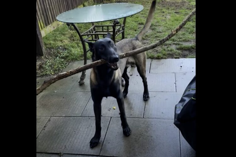 木の枝をくわえて帰ってきた愛犬。お家に入ってこれないようだけど・・いったいなぜ？？【海外・動画】