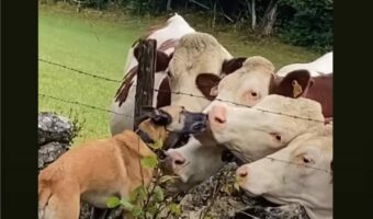 とっても仲良しな犬とウシたち。犬からのキスを求めてウシたちが寄ってきた!!【海外・動画】