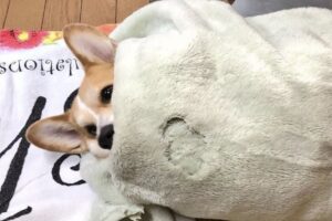 朝は布団から出られない！布団にくるまるコーギーがかわいいと話題に「お顔と足だけ出してる」「可愛いですね」