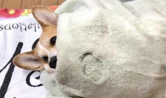 朝は布団から出られない!布団にくるまるコーギーがかわいいと話題に「お顔と足だけ出してる」「可愛いですね」