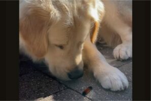 ゴールデンリトリバーが近付いて毛虫にきた毛虫にギョッとした？身を強ばらせたけど・・好奇心が勝ったみたい！【アメリカ・動画】