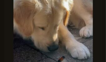 ゴールデンリトリバーが近付いて毛虫にきた毛虫にギョッとした?身を強ばらせたけど・・好奇心が勝ったみたい!【アメリカ・動画】
