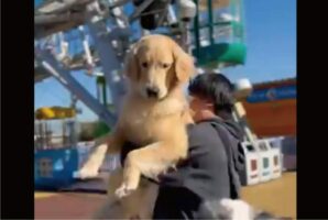 だっこしてもらうゴールデンレトリバー。そこにやってきたボーダーコリーの行動に「かわいい」の声