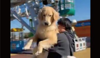 だっこしてもらうゴールデンレトリバー。そこにやってきたボーダーコリーの行動に「かわいい」の声