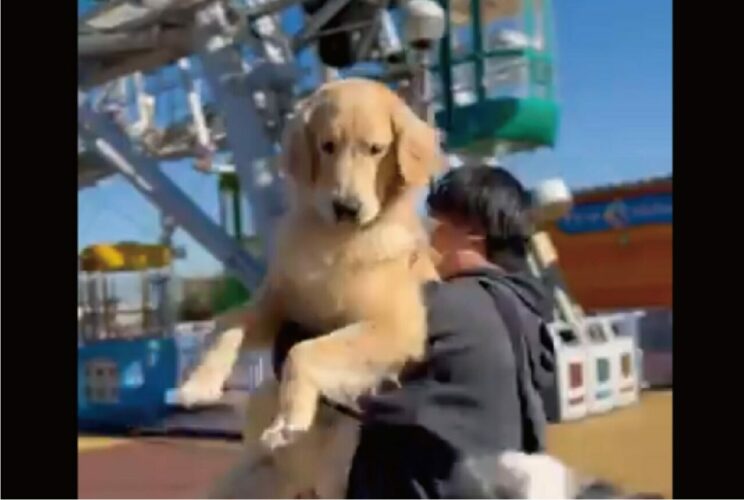 だっこしてもらうゴールデンレトリバー。そこにやってきたボーダーコリーの行動に「かわいい」の声