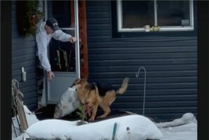 ゴミ出しを手伝ってくれる賢くて優しい愛犬。だけどみんな戸惑いうまさかのハプニングが！！【海外・動画】