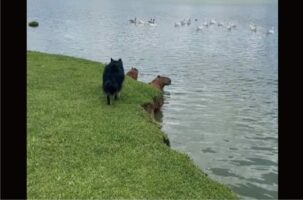 公園を散歩中の愛犬たち。目の前にカピバラたちがいるのを見つけてひっそり近寄りますが・・気付かれちゃった！！【海外・動画】