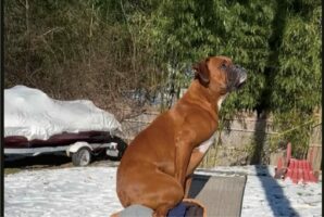 肩車して欲しかったのかな？チェアに腰掛ける男性の上に乗るボクサー犬。陣取ったのは、膝の上ではなく・・！？【海外・動画】