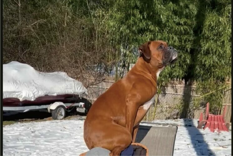 肩車して欲しかったのかな？チェアに腰掛ける男性の上に乗るボクサー犬。陣取ったのは、膝の上ではなく・・！？【海外・動画】