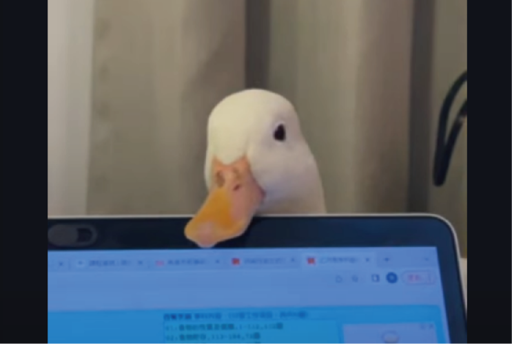 ノートパソコンの裏からひょっこり顔を出すアヒル。じっと見つめてきていると思ったら・・寝てしまいました！！【海外・動画】