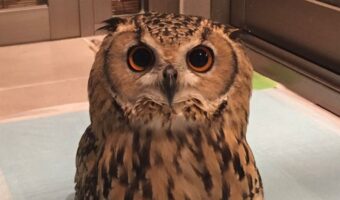 恋愛相談もじっくり聞いてくれそう？じっと見つめてくるフクロウが安心感や懐の広さを感じる佇まい！！