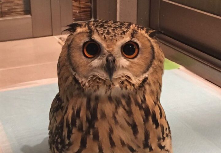恋愛相談もじっくり聞いてくれそう？じっと見つめてくるフクロウが安心感や懐の広さを感じる佇まい！！