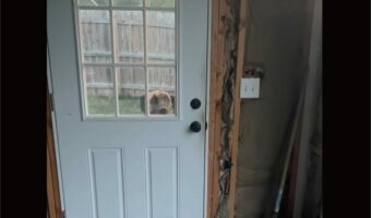 ドアを開けてとアピールするグレートデーン。だけど、そこで待っていなくてもガレージに入ってこれるよ！！【アメリカ・動画】