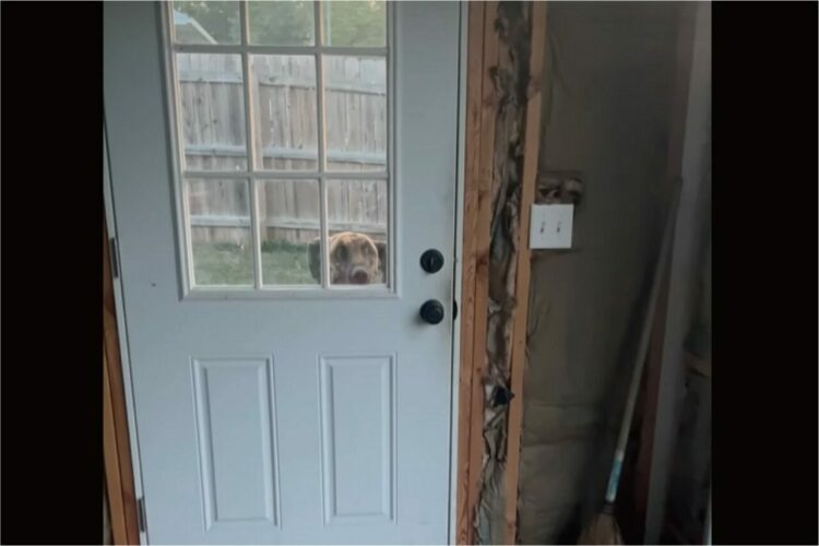 ドアを開けてとアピールするグレートデーン。だけど、そこで待っていなくてもガレージに入ってこれるよ！！【アメリカ・動画】