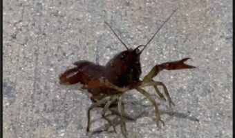 あなたはもしかしてオーナーでしたか?ガソリンスタンドで手を振りかざし怒っているのは・・ザリガニ!?!?【アメリカ・動画】