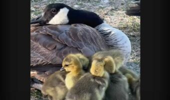ママからくっついて離れないガチョウのヒナたち。みんなママの羽の下でぬくぬくしたいみたい！！