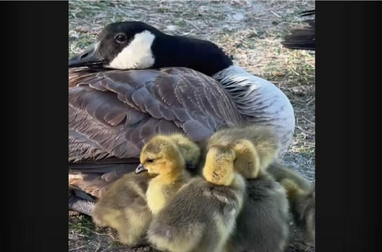 ママからくっついて離れないガチョウのヒナたち。みんなママの羽の下でぬくぬくしたいみたい！！