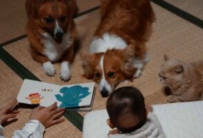 みんなもお話が聞きたい？絵本の読み聞かせで赤ちゃんを寝かしつけようと思ったら・・メルヘンな光景に！！「みんな来てる」「まさに絵本のようです」