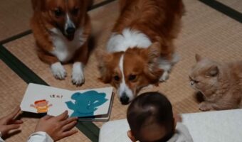 みんなもお話が聞きたい?絵本の読み聞かせで赤ちゃんを寝かしつけようと思ったら・・メルヘンな光景に!!「みんな来てる」「まさに絵本のようです」