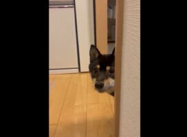 朝から元気な柴犬とのプチ隠れんぼ。ごきげんなその姿に「顔をピョコッって出すのがかわいい」「めちゃ楽しそうですね」