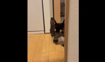 朝から元気な柴犬とのプチ隠れんぼ。ごきげんなその姿に「顔をピョコッって出すのがかわいい」「めちゃ楽しそうですね」