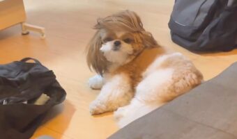 シーズーことをふと見たら・・なんだかスゴい髪型に！？「可愛いすぎますよ」「横流しサラリーマンヘア」