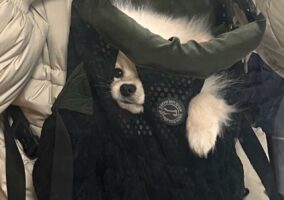 お兄ちゃんの抱っこ紐は大きすぎた！？顔まですっぽり入ってしまっているポメラニアンがかわいすぎる！！