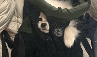 お兄ちゃんの抱っこ紐は大きすぎた!?顔まですっぽり入ってしまっているポメラニアンがかわいすぎる!!