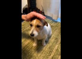 頭ナデナデだけでなく「お腹もお願いしま〜す」と寝っ転がるジャックラッセルテリアがかわいいと話題に！「甘え上手さん」「犬のこの瞬間が一番好き」