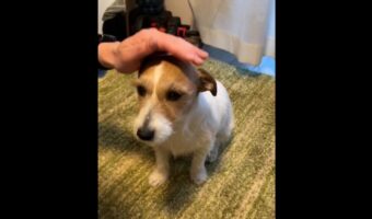 頭ナデナデだけでなく「お腹もお願いしま〜す」と寝っ転がるジャックラッセルテリアがかわいいと話題に!「甘え上手さん」「犬のこの瞬間が一番好き」